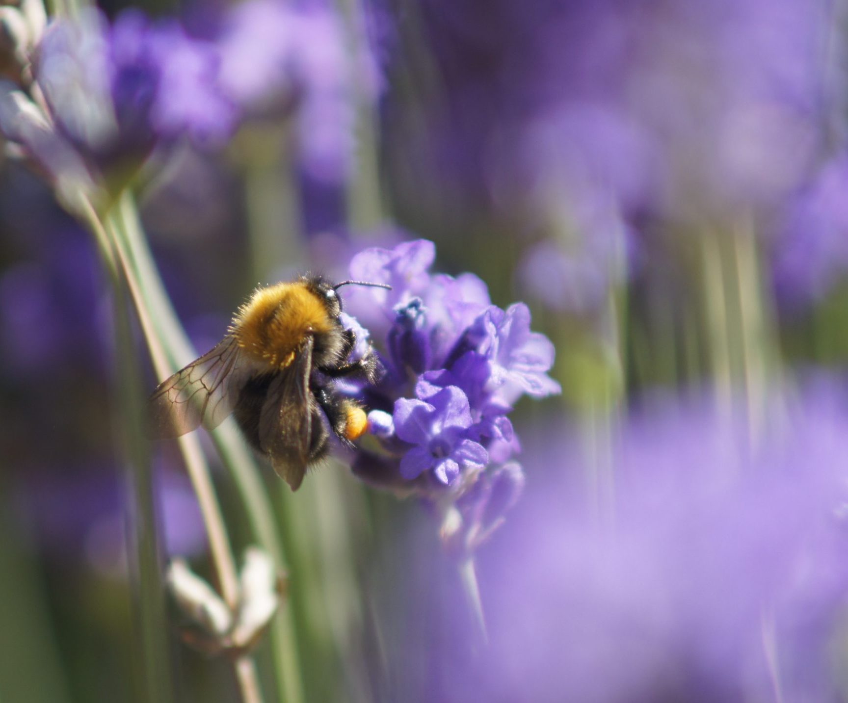 duurzame tuin Bij