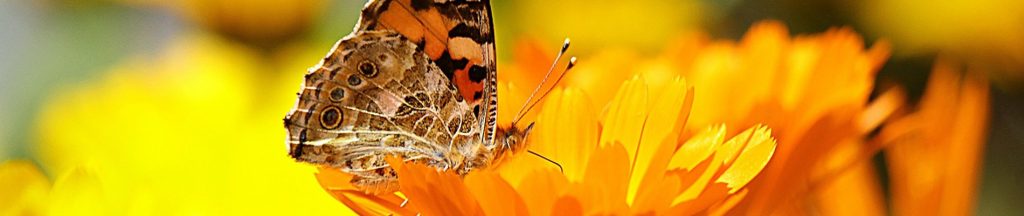 https://kroon-tuinen.nl/wp-content/uploads/2022/06/tuintips_juli_header_vlinders-naar-de-tuin-1024x216.jpg